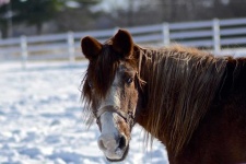 image of animal