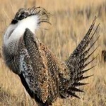 image of bird