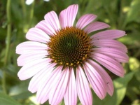 image of flower