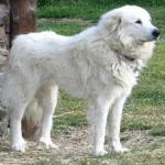 image of animal