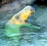 image of animal