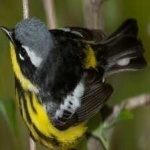 image of bird