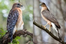 image of hawk