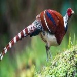 image of bird