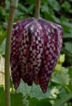 image of flower