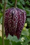 image of fritillary #4