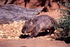image of wombat