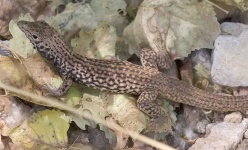 image of whiptail