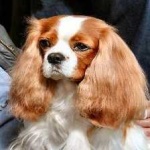 image of animal