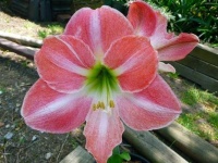 image of flower
