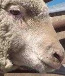 image of animal