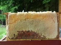 image of honeycomb #9