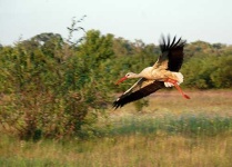 image of white_stork