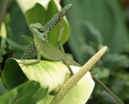 image of green_lizard