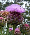 image of artichoke_flower #2