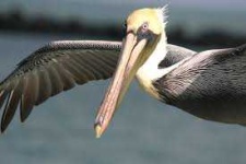 image of animal
