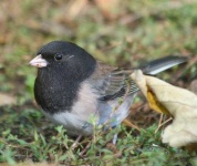 image of junco #9