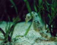 image of sea_horse