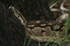 image of rock_python
