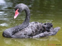 image of black_swan #3