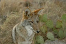 image of coyote