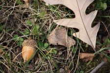 image of acorn