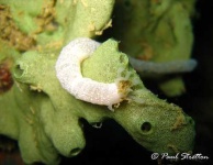 image of sea_cucumber