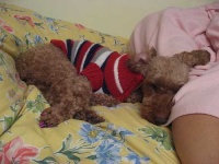 image of miniature_poodle