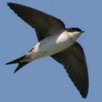 image of bird