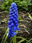 image of grape_hyacinth #31