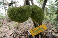image of jackfruit