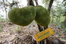 image of jackfruit #1