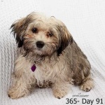 image of animal