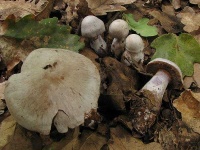 image of mushrooms
