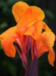 image of flower