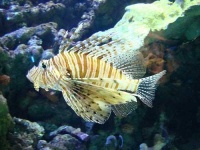 image of lionfish #11