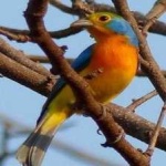 image of bird