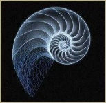 image of nautilus