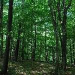 image of forest