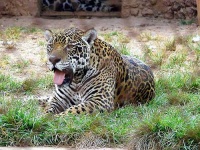 image of jaguar_car