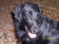 image of flat_coated_retriever