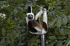 image of indri