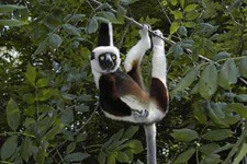 image of indri #19