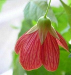 image of flower