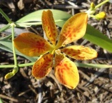 image of flower