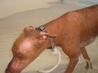 image of mexican_hairless