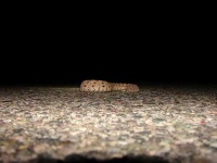 image of horned_viper