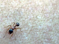 image of ant