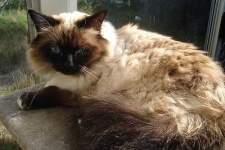 image of animal