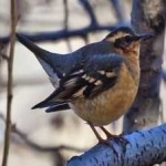 image of bird
